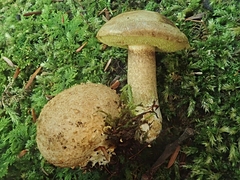 Pseudoboletus parasiticus