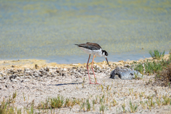 Himantopus mexicanus knudseni