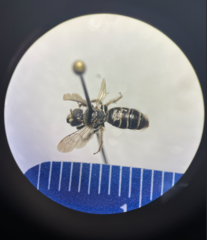 Calliopsis andreniformis