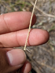 Antennaria luzuloides
