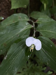 Commelina erecta erecta
