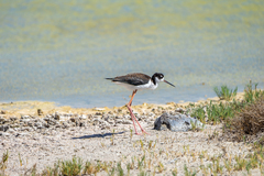 Himantopus mexicanus knudseni