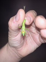 Neoconocephalus retusus
