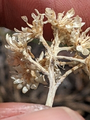 Antennaria luzuloides