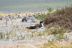 Himantopus mexicanus knudseni