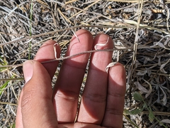 Antennaria luzuloides