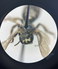 Calliopsis andreniformis