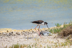 Himantopus mexicanus knudseni