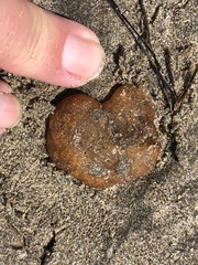 Aplidium californicum