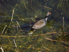 Gallinula tenebrosa