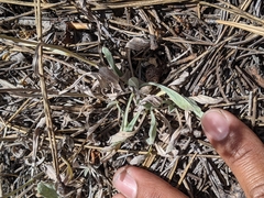 Antennaria luzuloides