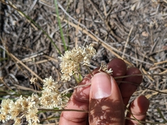 Antennaria luzuloides