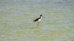 Himantopus mexicanus knudseni