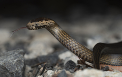 Cacophis squamulosus
