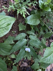 Commelina erecta erecta