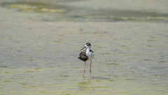 Himantopus mexicanus knudseni