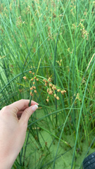 Schoenoplectus tabernaemontani