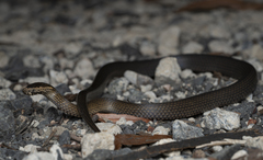 Cacophis squamulosus