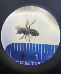 Calliopsis andreniformis
