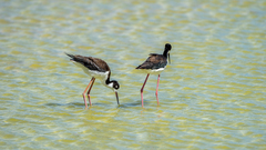 Himantopus mexicanus knudseni
