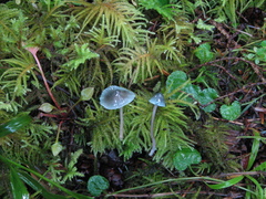 Mycena amicta