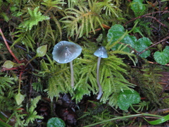 Mycena amicta