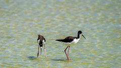 Himantopus mexicanus knudseni