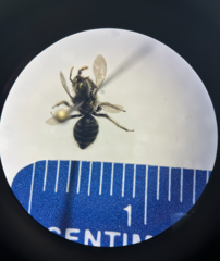 Calliopsis andreniformis
