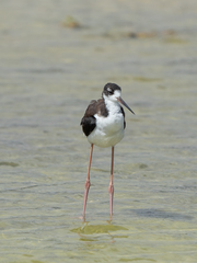 Himantopus mexicanus knudseni