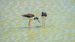 Himantopus mexicanus knudseni