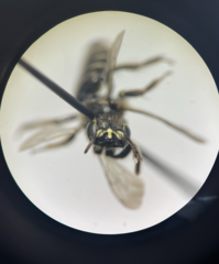 Calliopsis andreniformis