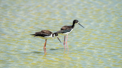Himantopus mexicanus knudseni