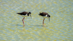 Himantopus mexicanus knudseni