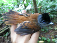 Terpsiphone atrochalybeia