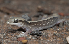Diplodactylus vittatus