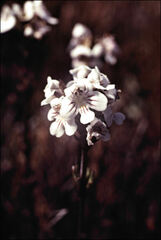 Euphrasia striata