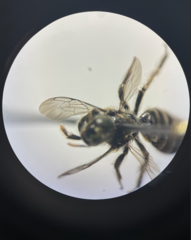 Calliopsis andreniformis
