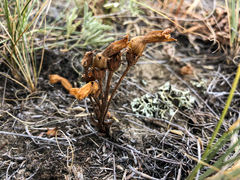 Aphyllon fasciculatum