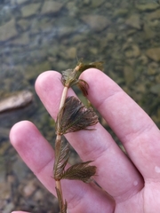 Myriophyllum
