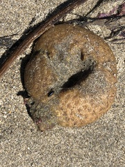 Aplidium californicum