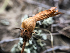 Aphyllon fasciculatum