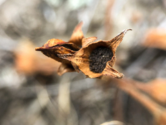 Aphyllon fasciculatum