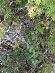 Shepherdia canadensis