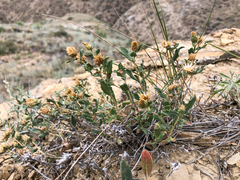 Xanthisma grindelioides