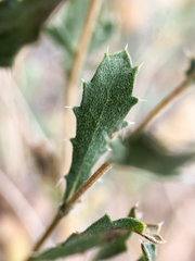 Xanthisma grindelioides
