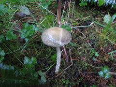 Leratiomyces percevalii
