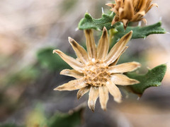 Xanthisma grindelioides