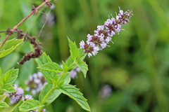 Mentha spicata
