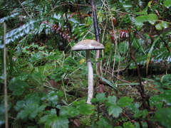 Leratiomyces percevalii