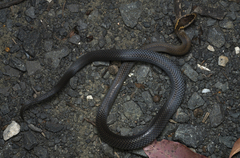 Cacophis squamulosus